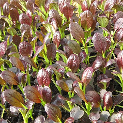 Cabbage Seeds - Pak Choi - Purple Shanghai - Hybrid - 2 g Packet ~300 Seeds - Non-GMO, F1 Hybrid - Asian Garden Vegetable