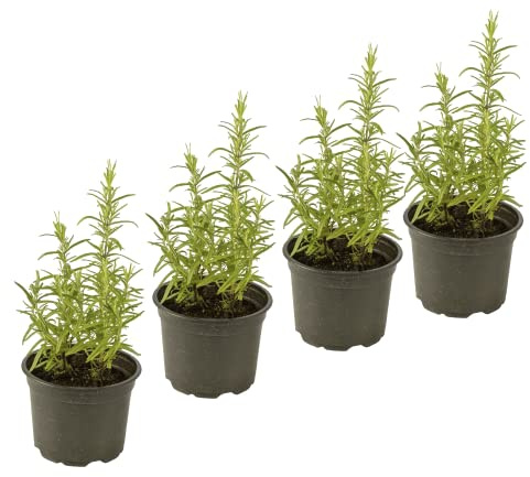 Set de 4 Romeros Plantas Aromáticas Naturales para la Cocina Hierbas Provenzales