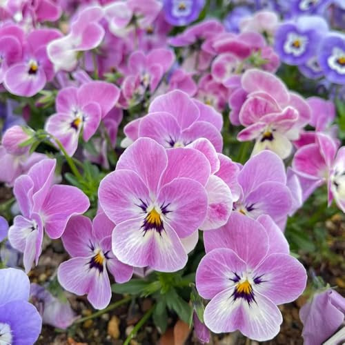 semillas de pensamiento resistentes - primavera elevados 550pcs