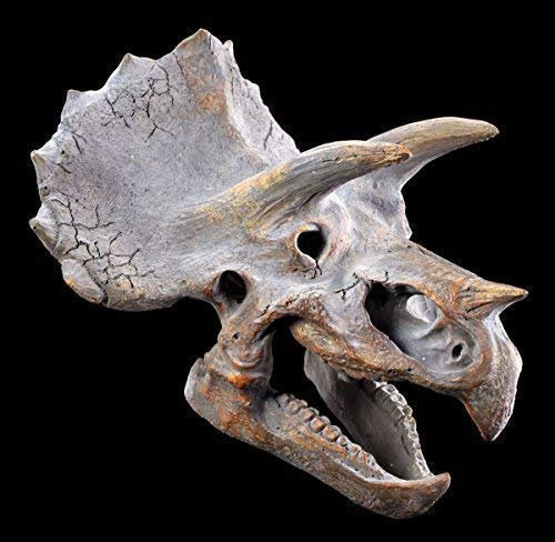 Wandrelief Triceratops Totenkopf | Dinosaurier Kopf | Figur Schädel Skelett Dino Saurier
