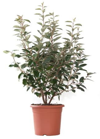 KENTIS - Eleagnus Ebbingei - Piante da Esterno Vere Resistenti Sempreverdi - Pianta Ornamentale da Giardino - H 80/100 cm Vaso Ø 24 cm