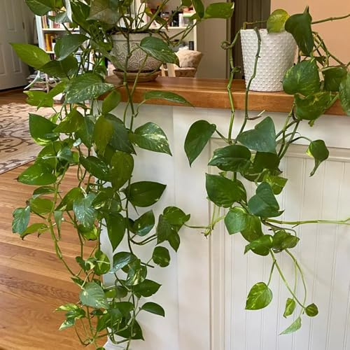 Semi di Pothos - resistenti all'inverno per balconi Epipremnum aureo - semi da giardino sospesa, verdi resistenti per il giardino 30pcs