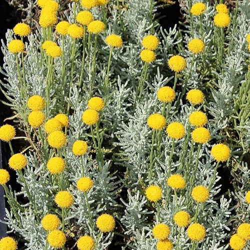 6x Heiligenkraut 'Lambrook Silver' - Santolina chamaecyparissus 'Lambrook Silver' - Topf 9x9cm - Silberlaubige Staude