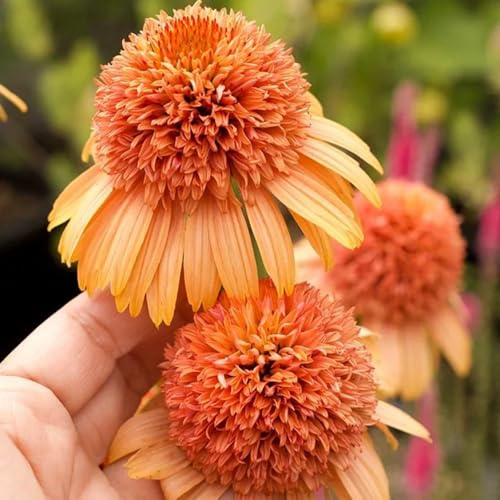semillas de equinácea, semillas de mariposas equinácea, regalos para jardineros otoño jardín variedades antiguas raras 150pcs