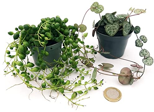 POWERS TO FLOWERS - CEROPEGIA WOODII e SENECIO ROWLEYANUS, MINI PIANTE IDEALI PER TERRARIUM, VASO 5,5 CM, Piante vere