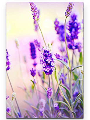 Leinwandbilder | Bilder Leinwand 90x60cm Lavendel im Sonnenschein