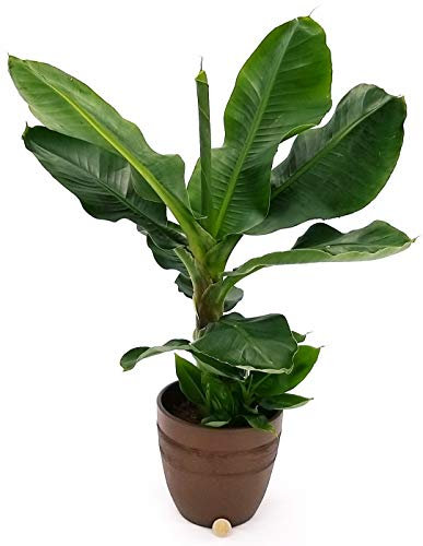 POWERS TO FLOWERS - BANANO, PIANTA DEL BANANO XXL IN VASO CERAMICA MOKA, pianta vera