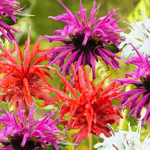 Monarda-kollektion - 10 Växter - Mix av 5 Sorter - Tåliga och Perenna - Perenner från Holland - Färger i Vitt-rött-rosa-lila - Ingen Frö, Lökar och Inte Konstgjorda