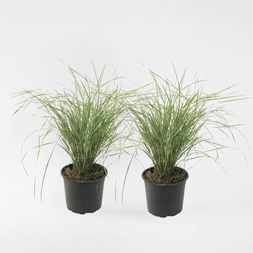 Plant in a Box - Calamagratis Overdam - Set di 2 - Vaso 23cm - Altezza 20-30cm - resistente - erba ornamentale
