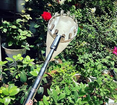 raccogli asparagi pinza frutta Strumento Raccoglitore Di Frutta, Bastone Estensibile Raccoglitore Di Frutta Per Frutti Grandi Limone Mango Pesca Con Manico Lungo E Borsa Per La Conservazione, Strument