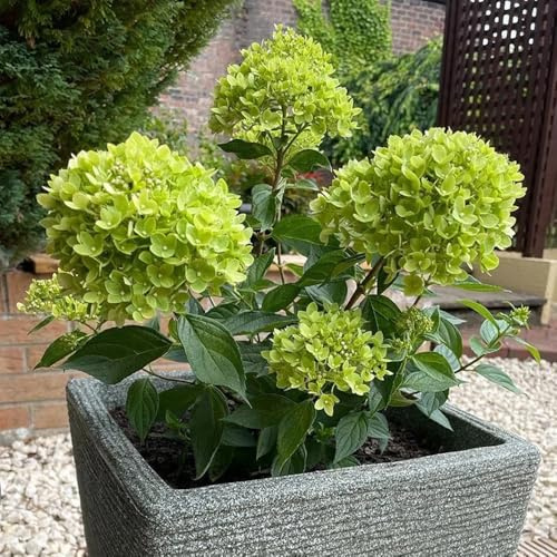 Semillas de hortensia de panícula, Decoración de jardín para exteriores Hortensia paniculata, raras de balcón resistentes silvestres 450pcs