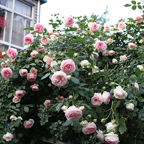 Haloppe Confezione da 50 Semi di Piante di Fiori di Rosa per la Semina del Giardino di casa, Semi di Rosa Semi di Piante rampicanti perenni profumate per Giardino Multicolore