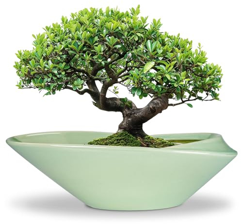 EPFamily Bonsai-Topf aus Keramik, 45,7 cm, Pflanzgefäß mit Ablaufloch, großer moderner Bonsai-Pflanzgefäß, dekorativer Sukkulenten-Blumentopf für Zimmerpflanzen, Outdoor, Grün