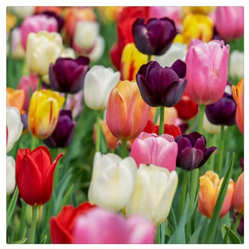 Bulbos de Tulipán | Frescos,Naturales, Robustos, Uniformes, Firmes, Viables-8 bulbos-D