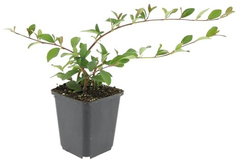 Trendyplants - Cotoneaster dammeri 'Major' - 12 Stück - Zwergmispel - Winterhart - Höhe 20-30 cm - Topfgröße Ø9cm