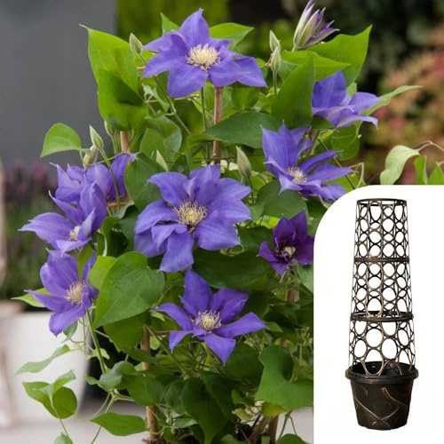 YouGarden Clematis Patio 'Olympia Boulevard' with Tower Pot Planter and Trellis, Established Plant in 10.5cm Potted Plant