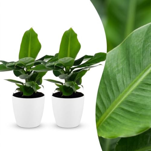Green boutiQ - Musa Oriental Dwarf - Bananier nain oriental - 2 Plantes - avec Pot Blanc - Pot 12cm - Hauteur - 30cm