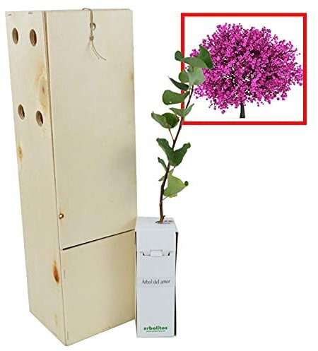 Albero di Giove - Albero dell'amore - Fioritura primaverile - Giovane germoglio ricevuto in scatola di legno riutilizzabile - 1 unità