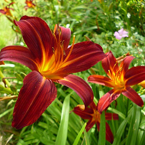 6 x Lis d'Sammy Russell - Hemerocallis 'Sammy Russell' - Godet 9x9 cm, Fleurs Rouge Écarlate, Résistant aux Maladies