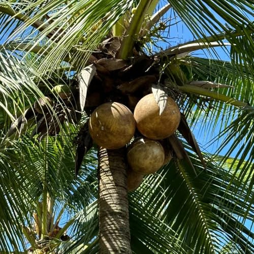 semi di palma da cocco, semi di Cocos nucifera, semi di esotiche biologici comprare resistenti 8pcs