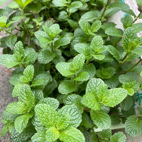 semillas de menta verde, menta marroquí, interior, variedades antiguas resistentes invernadero jardín rocas al aire 400pcs