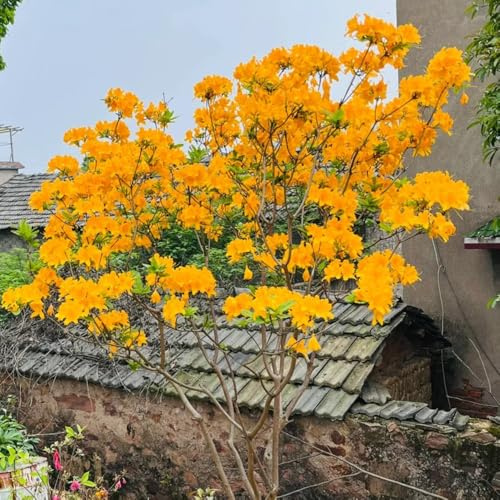 rododendro azalea resistente - rare rampicanti in vaso in vaso d'appartamento esotiche arredamento del soggiorno varietà antiche biologiche rampicanti 40semi