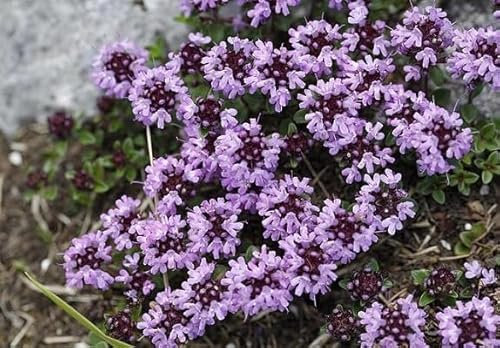 100 graines de fleurs de thym rampant fraîches et neuves