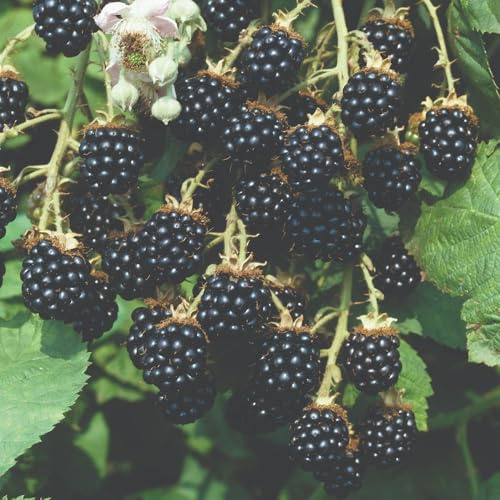 BlackBerry 'Loch Ness' Rubus fruticosus Thornless Upright Canes Heavy-Cropping Firm Glossy Fruits 1x 2L Potted Plant Hardy Edible Fruit Bush by Thompson and Morgan