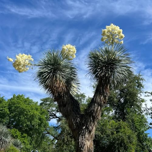 semi resistenti di giglio di palma, rare yucca filamentosa, selvatici per luoghi soleggiati da balcone arbusti resistenti siepi arbusti perenni 50pcs