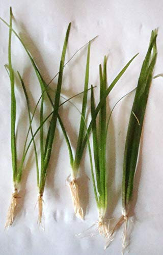 Live Aquarium Plant - SAGITTARIA SUBULATA - Dwarf Grass Fish Tank Foreground Decoration Carpet (10)
