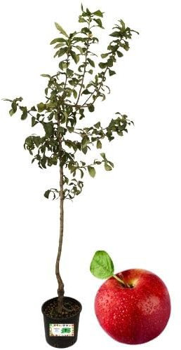 P. Piantine da Orto | Melo Renetta, Pianta in Vaso Diametro 22 cm, Pianta da Frutto in Vaso, Pianta Vera da Esterno, Giardino o Vaso in Terrazza, Vivaio Italiano