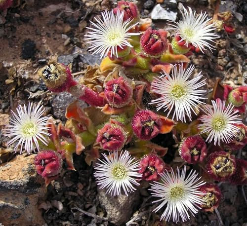 200 Graines - Ficoïde glaciale - Plante de Glace - Mesembryanthemum Crystallinum - Iceplant - Plante Vivace Jardin - 264