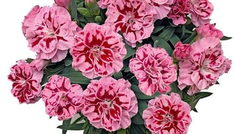 Clavel Dianthus con Floración Perenne – Planta Natural que Embellece Cualquier Espacio