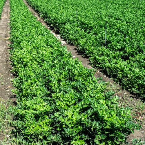 semillas de apio organicas de resistentes, raras de apio, invierno, resistentes 600pcs