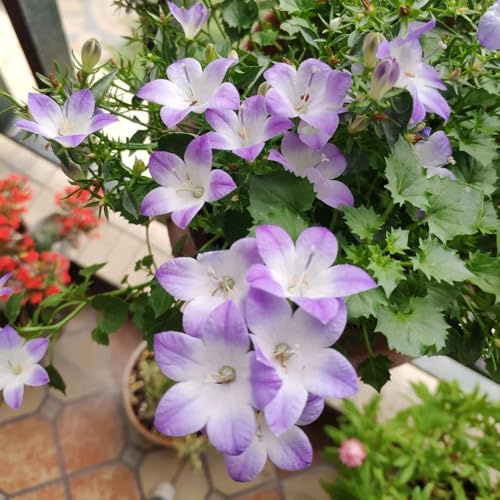 semi di campanula, giardino perenni resistenti, esotiche vecchie varietà aiuole rialzate 800pcs