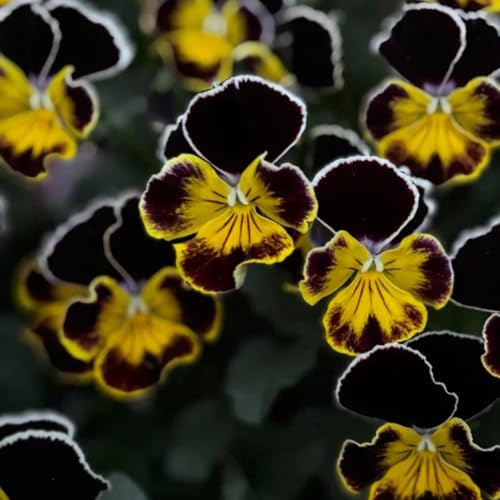 viola cornuta, semi di viola cornuta giardino, balcone balcone insoliti Decorazioni giardino per esterni, in 800semi