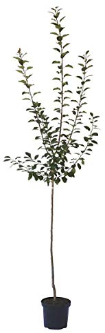 Hauszwetsche klassischer Zwetschenbaum Halbstamm 150-170 cm 10 Liter Topf Unterlage St. Julien A