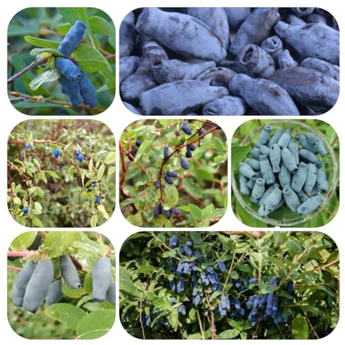 semi di mirtillo siberiano honeyberry, resistenti da balcone, giardino all'esterno, 120pcs