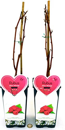 POWERS TO FLOWERS - RUBUS IDAEUS HERITAGE, PIANTA DI LAMPONE ROSSO RIFIORENTE, 2 PIANTE, piante vere