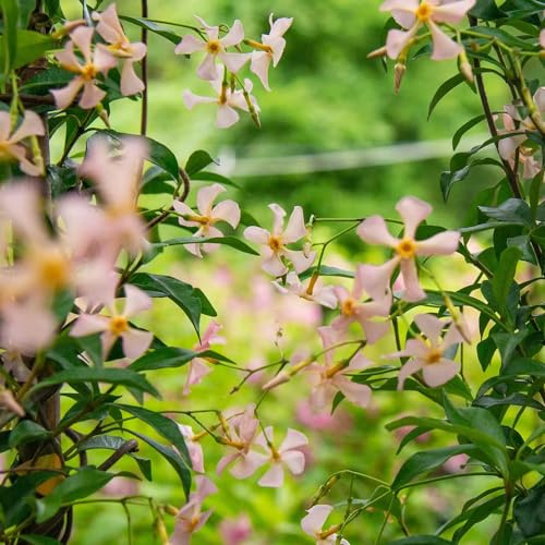 semillas de jazmín - Trachelospermum jasminoides de jardín jardín rocas balcón invernadero interior trepadora rara trepadoras Decoraciones 70pcs
