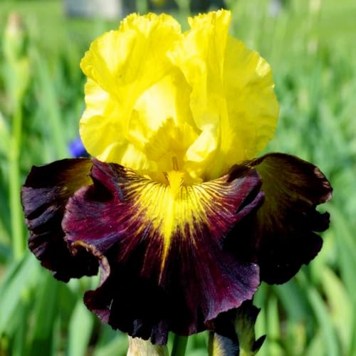 (HGJKYTFCDG) - Acquista iris resistenti all'inverno - Iris Rizomi - Acquista Iris - Iris - Iris - Iris reali con rizomi, ideali per acquistare per il tuo giardino-4pcs A