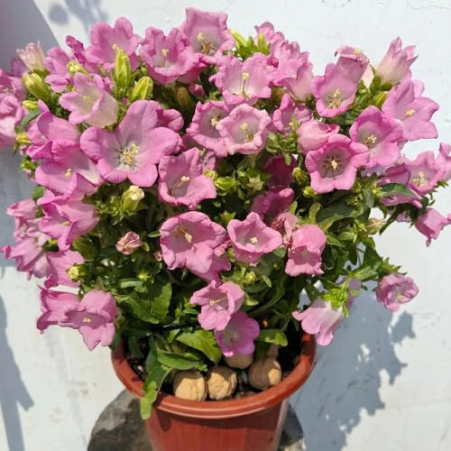 Semi di campanula-Campanula media,semi di recisi da giardino、splendidamente luminosi con resistenti per il giardino 200pcs