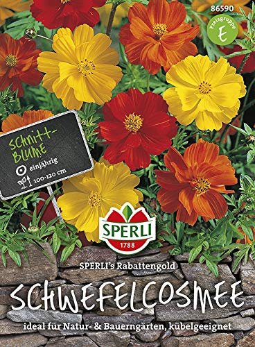 Schmuckkörbchen (Cosmea) SPERLI's Rabattengold von Sperli-Samen