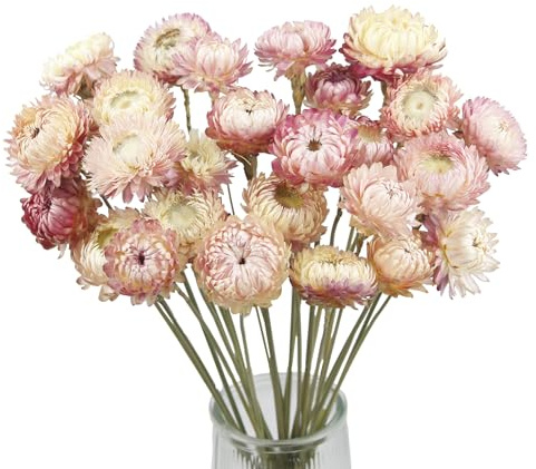 CITYES 20 Pcs Natural Dried Daisy Flowers Bouquet Dried Flower Pink Daisies Dried Sunflowers Chrysanthemum with Stem for Wedding Farmhouse Table Vase Decor Home DIY Flower Arrangement