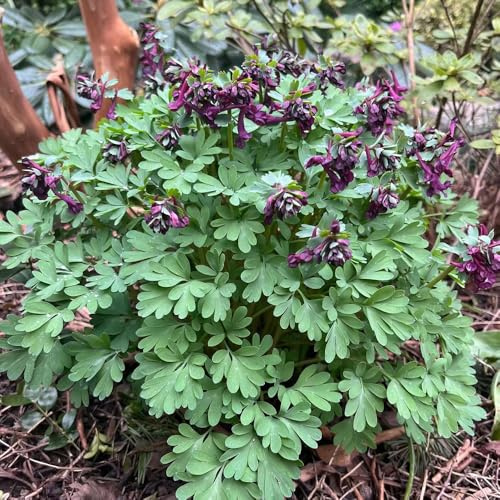 Delphinium di selvatici esotici semi di delphinium primaverili, resistenti in vaso balcone recisi semi per balcone ombra selvatici 150semi
