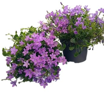 Campanula de Jardín – Planta Natural para Crear Espacios Llenos de Vida