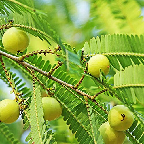 200 semi di Phyllanthus Emblica semi di uva spina indiana semi di Amla