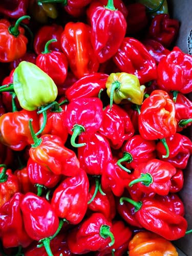 50 SEMI DI PEPERONCINO HABANERO RED + GUIDA CAPSICUM CHINENSE 300.000 SHU
