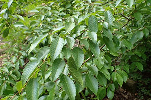 Koreanische Hainbuche Carpinus turczaninowii Pflanze 25-30cm Rarität