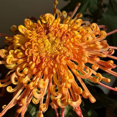 semi di crisantemo Perenni resistenti decorazione floreale semi di vecchie varietà serre da balcone selvatici decorazioni da giardino per esterni come bomboniera esotico 700pcs